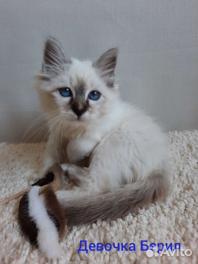 Котята - редкая порода