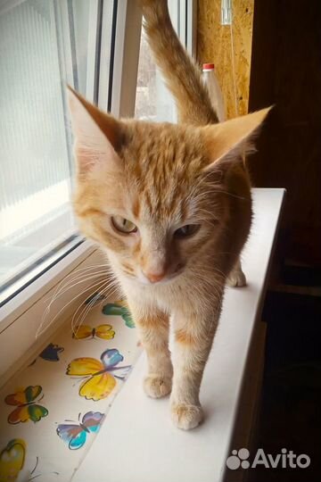 Серафима. Кошка редкого рыжего окраса