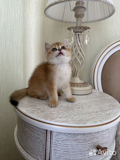 Шотландские котята золотая шиншилла