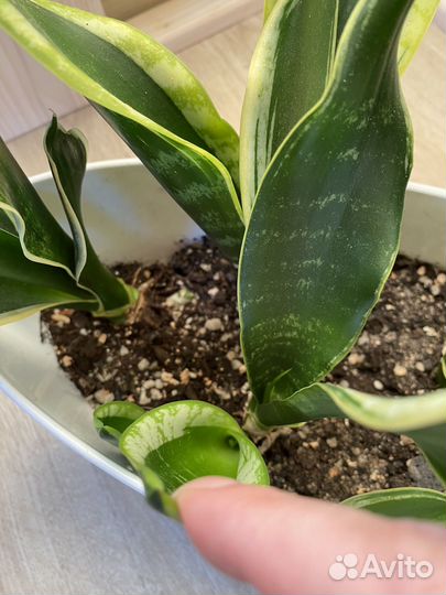 Сансевиерия футура