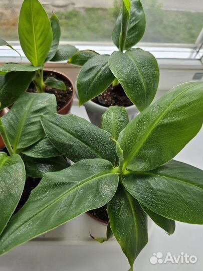 Комнатные растения. Банан