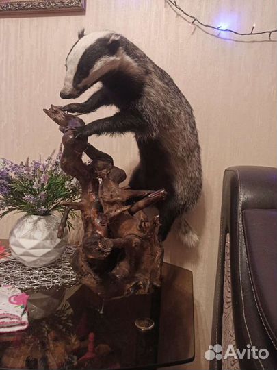 Чучела животных