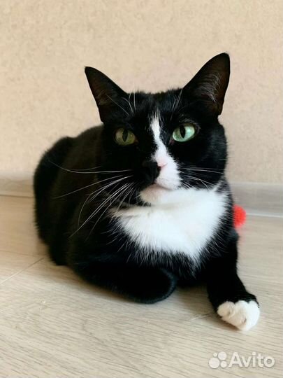 Отдам красивого котика