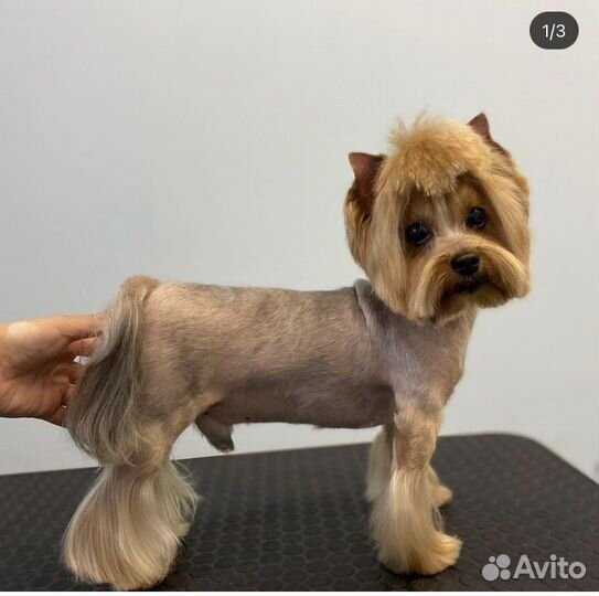 Стрижка собак, грумер, груминг