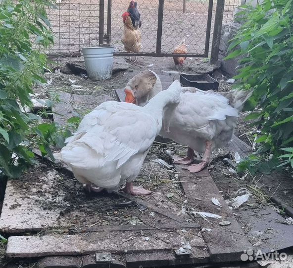 Холмогорские гуси