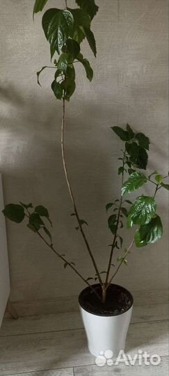 Гибискус китайская роза