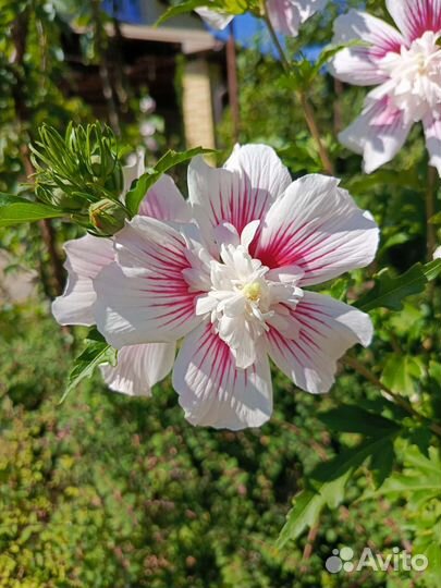 Деревья и кустарники листопадные