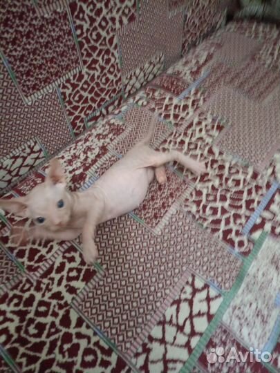 Донской сфинкс котята