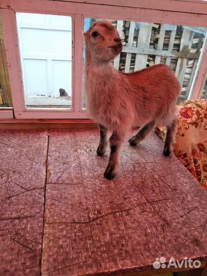 Козлята ламанча