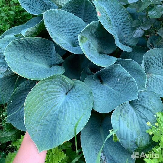 Хоста голубая