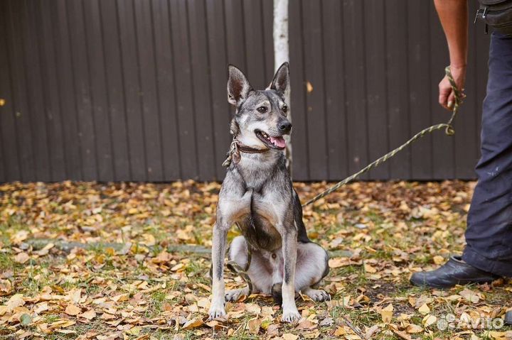 Пес Анчар в добрые терпеливые руки