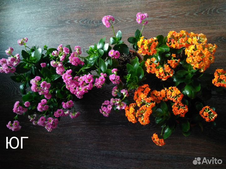 Каланхоэ - комнатные цветы