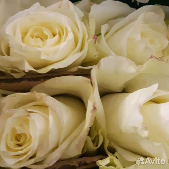 Роза Miss white 80 см