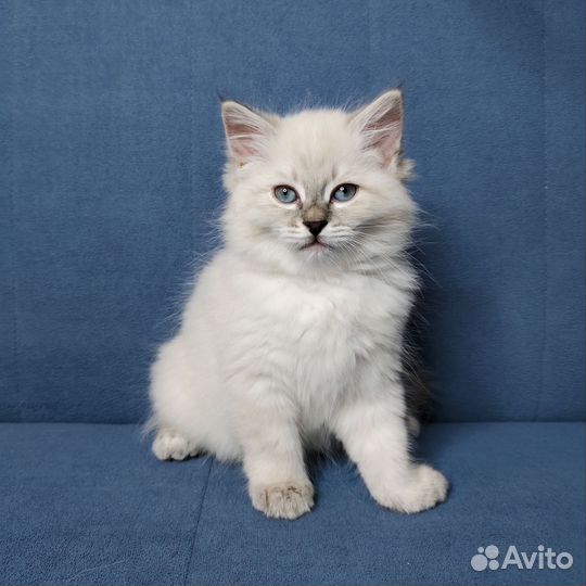 Невская маскарадная котята
