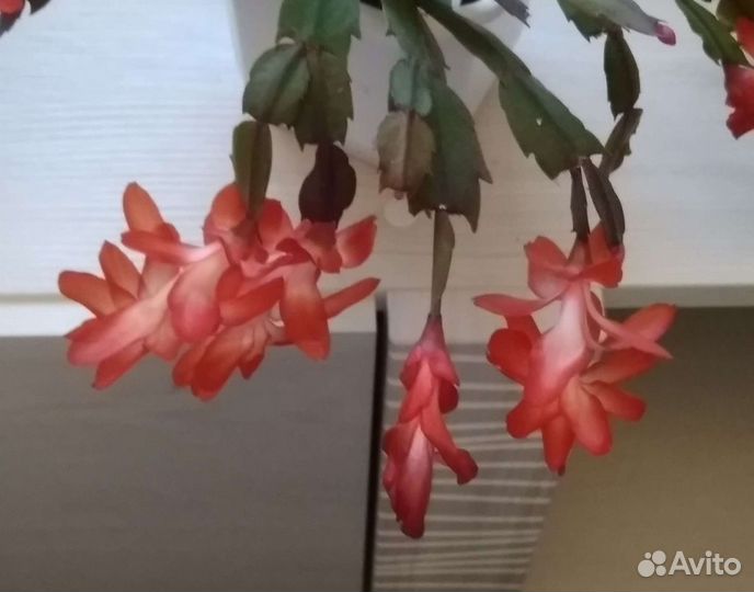 Цветы декабристы или шлюмбергеры