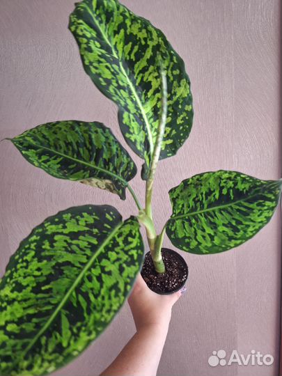 Диффенбахия рефлектор