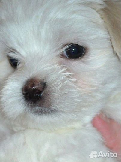 Мальтийская болонка мини