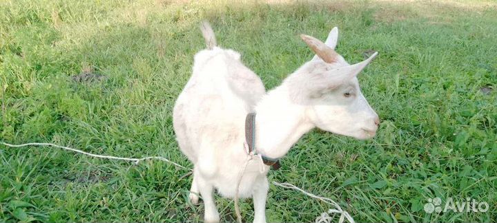 Зааненские козочки