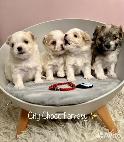 Белый йоркширский терьер