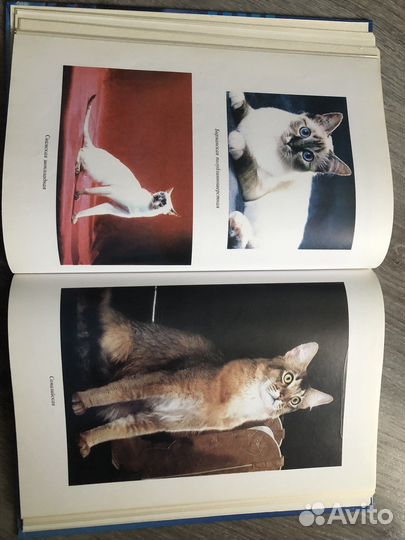 Книги о кошках