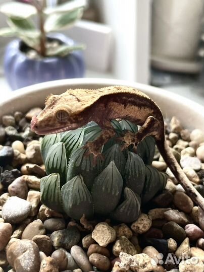 Бананоед малыш