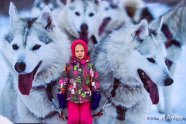 Сказки про хаски