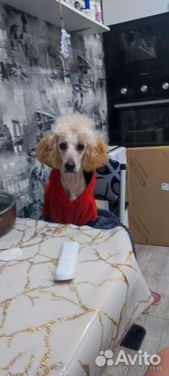 Той пудель