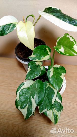 Эпипремнум,сингониум,филодендрон,монстера