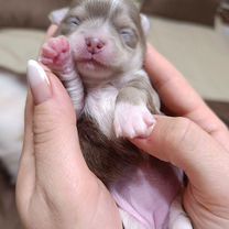 Чихуахуа, щенок