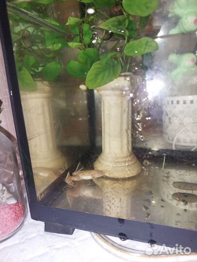 Лягушка аквариумная