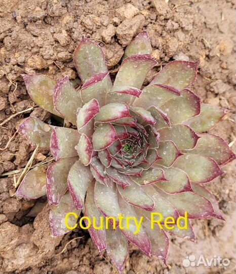 Многолетние растения для сада и комнатные растения