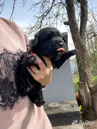 Отдам в добрые руки