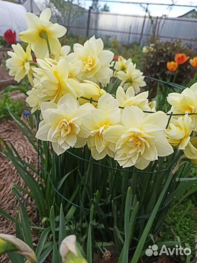 Традесканция садовая, нарцисс махровый,примула, др