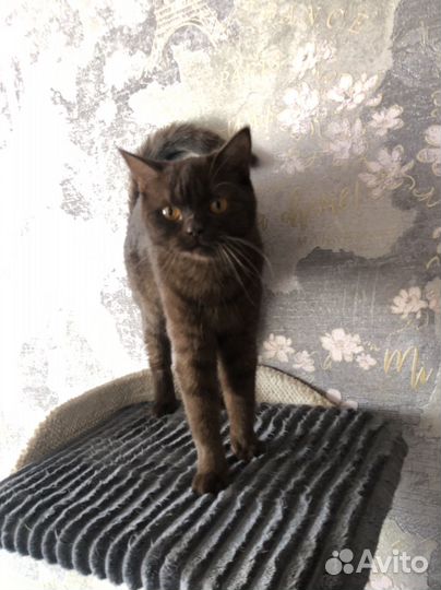 Британская кошка