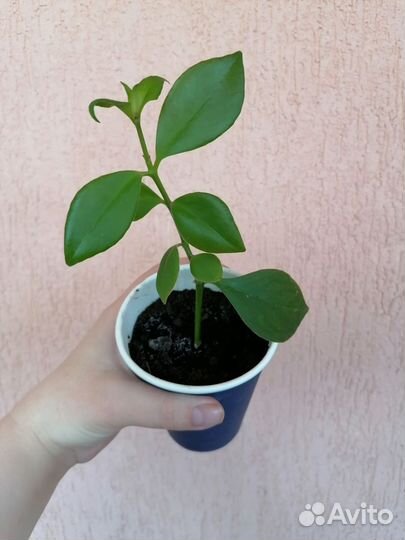 Эсхинантус жар птица, циперус, диффинбахия