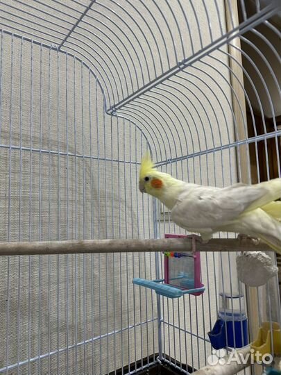 Попугай корелла