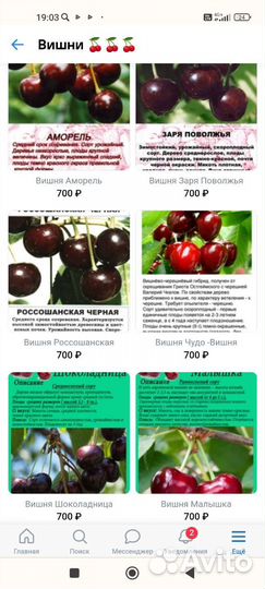 Саженцы вишни