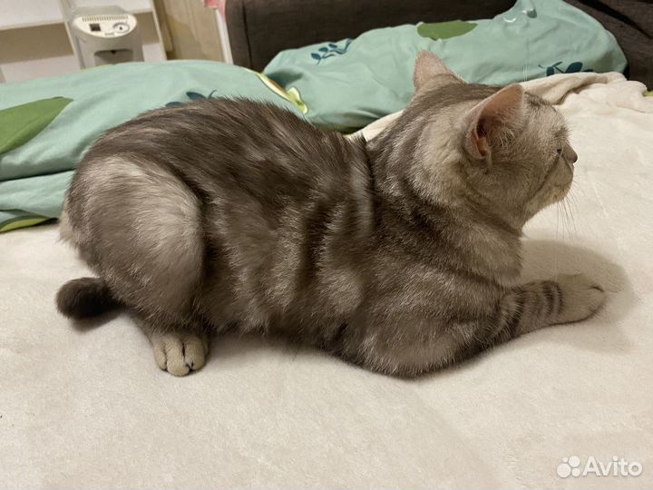 Британский кот