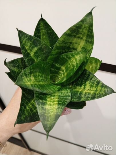 Сортовые Сансевьерии