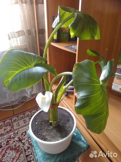Калла белая
