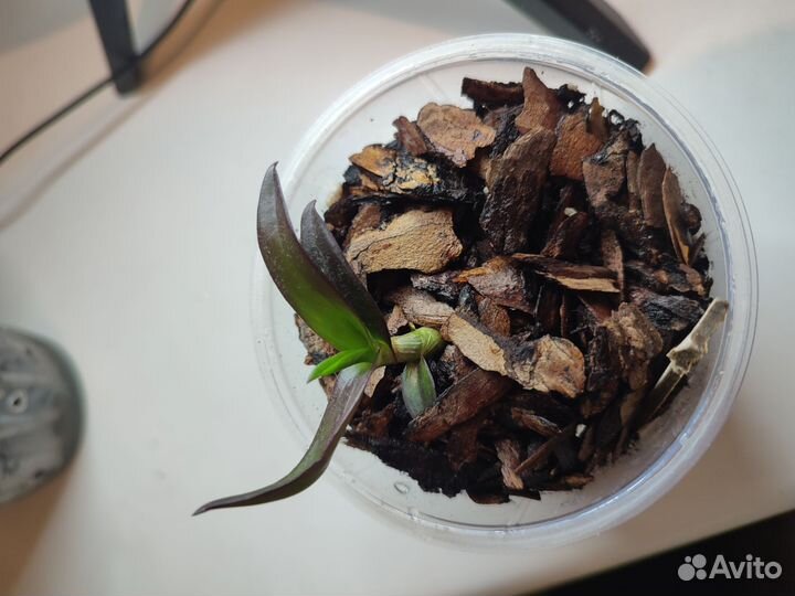 Орхидея дендробиум санок тай блэк