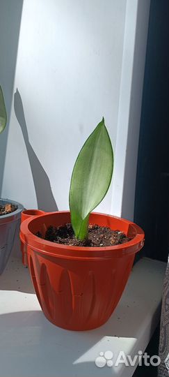 Сансевиерия муншайн