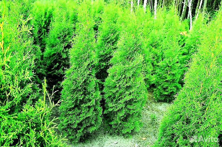 Высокая туя на участок Колумна