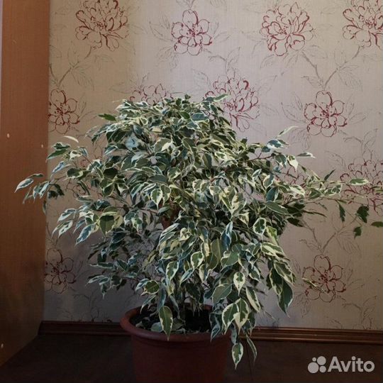 Фикус бенджамина