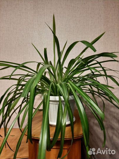 Хлорофитум