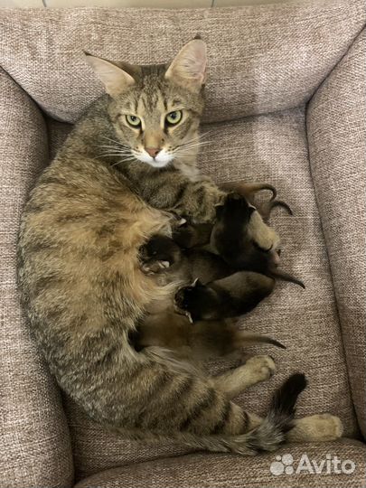 Котята чаузи