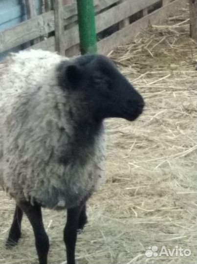 Продаю племенных овец романовской породы