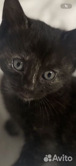 Котенок черепашка черный девочка