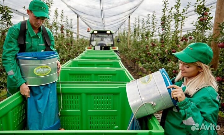 Сборщик яблок на сезон