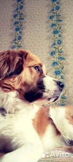 Ищем жениха